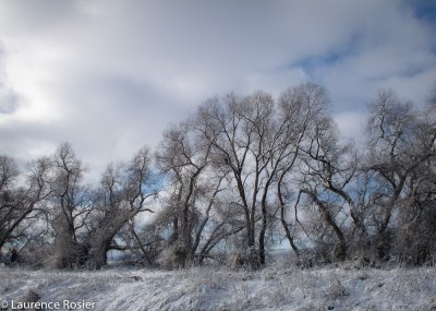 Lower Klamath NWR
