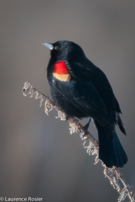 Red-winged Blackbird, Lower Klamath NWR