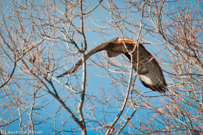 Red-tailed Hawk, Lower Klamath NWR