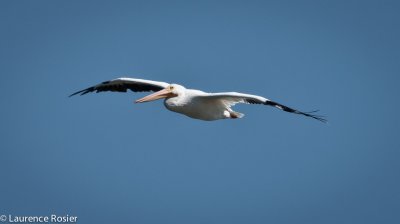 American White Eagle, Lower Klamath NWR