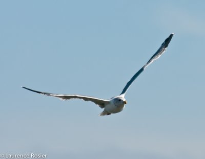 California Gull, Lower Klamath NWR