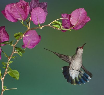  Humming Birds of Madera Canyon