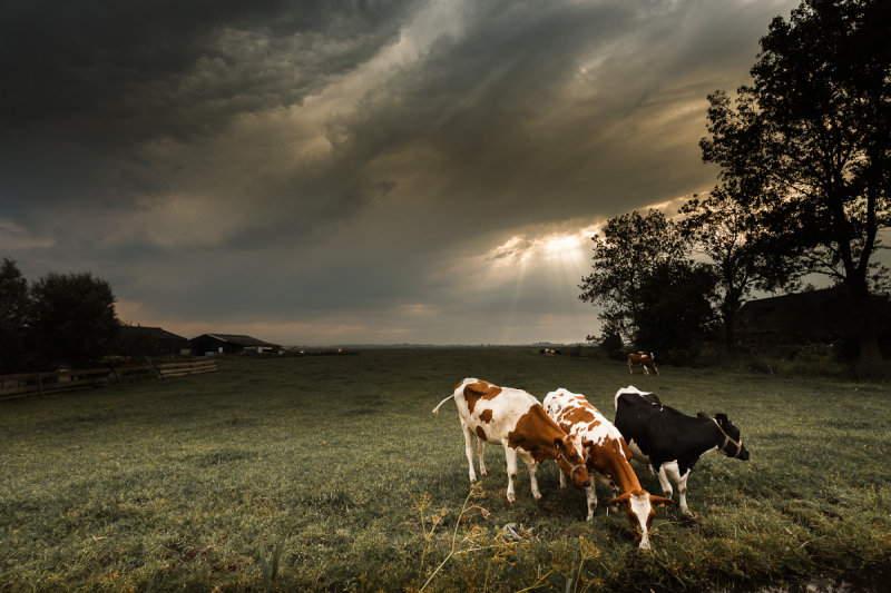 Landscapes: The Netherlands -