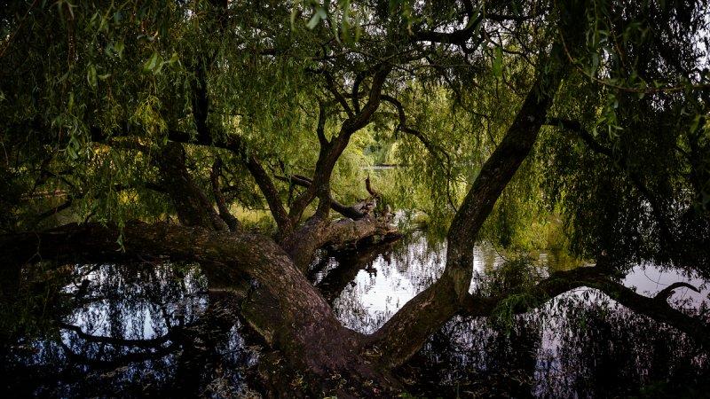 Landscapes: The Netherlands -
