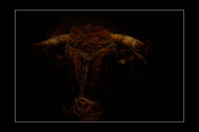 the-bull.jpg