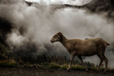 brouillard-et-mouton.jpg