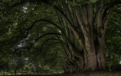 300 years old trees in noirlac.jpg