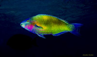 Parrot Fish