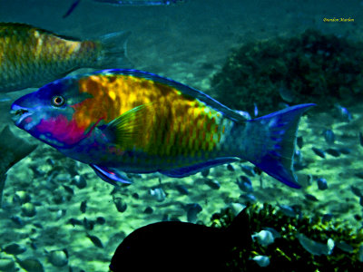 Parrot Fish