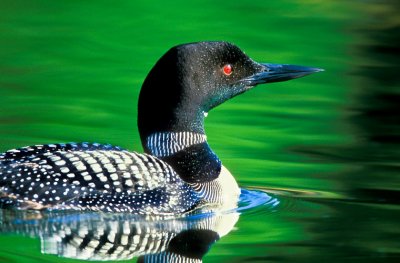 Common loons