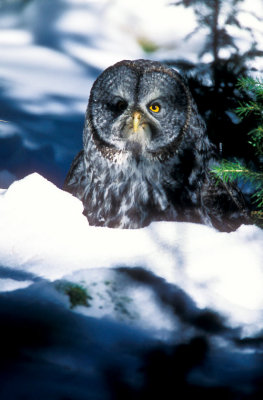 Great Gray owl with food