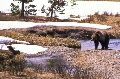 Grizzly Crossing