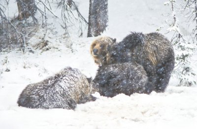 Grizzlies in the Snow