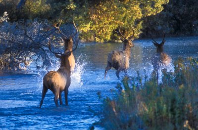 Elk fight in water