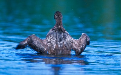 Common loons