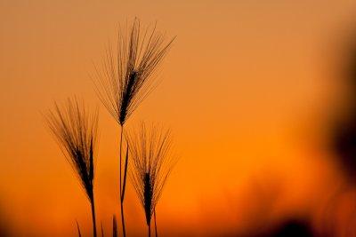 _MG_6936.jpg