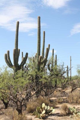 Sabino Canyon, Tucson, AZ