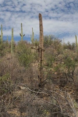 Sabino Canyon, Tucson, AZ