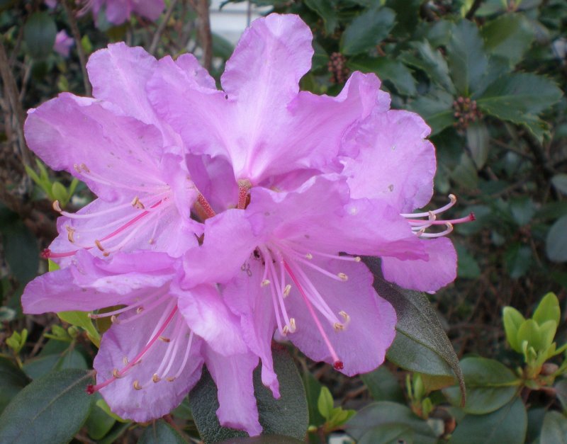 fairies flowers