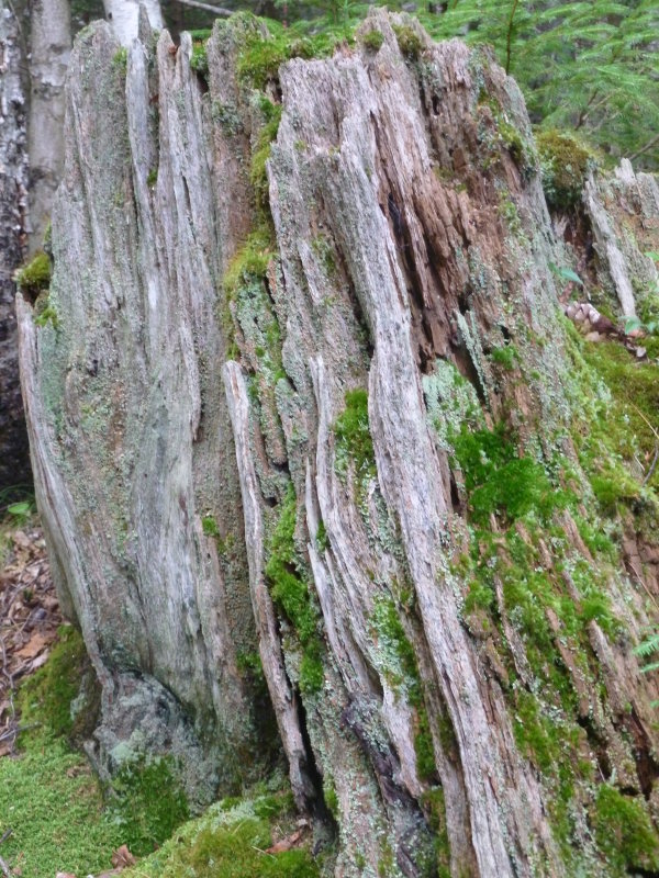 Mossy Fossil