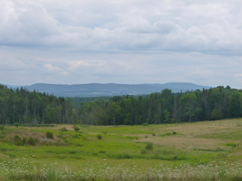The Meadow