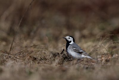 White Wagtail