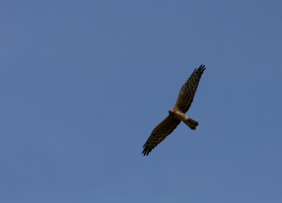 Female Montagu's Harrier