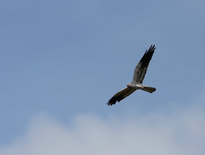 Male Montagu's Harrier