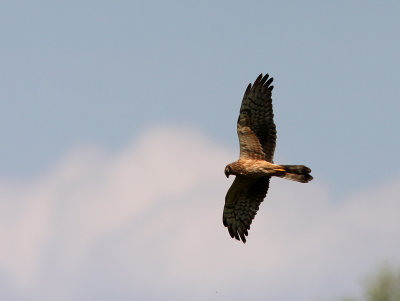 Female Montagu's Harrier