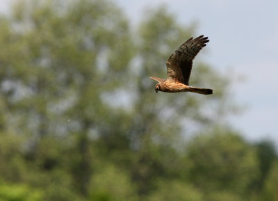 Female Montagu's Harrier