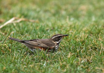 Redwing