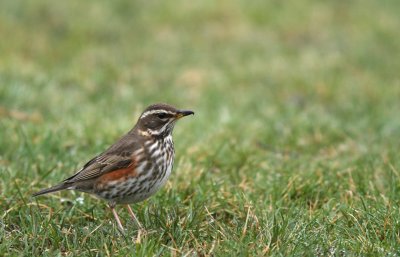 Redwing