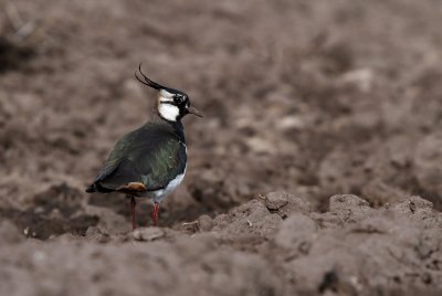 Northern Lapwing