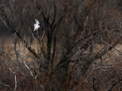 Black-shouldered Kite