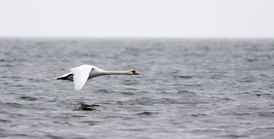 ► Swans & Geese ◄