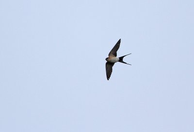 Red-rumped Swallow