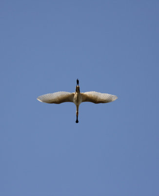 Spoon-billed Stork