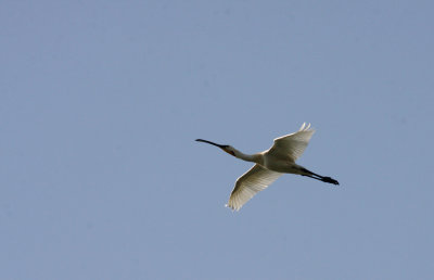 Spoon-billed Stork