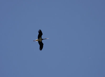 Black Stork in the northern Hungary