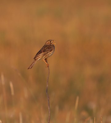 Corn Bunting