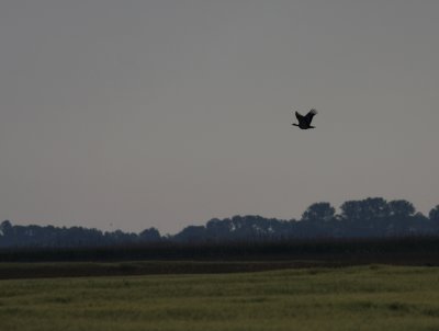 A Great Bustard returning from the playground