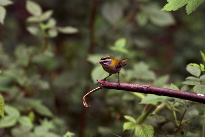 Firecrest