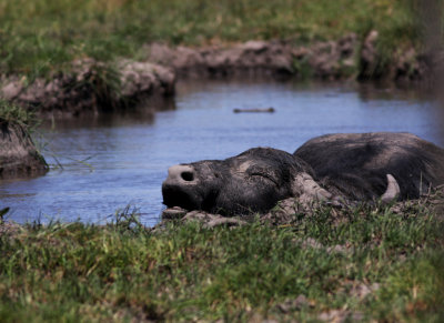A buffalo chilling in the mud to cool down