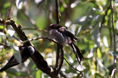 Long-tailed Tit