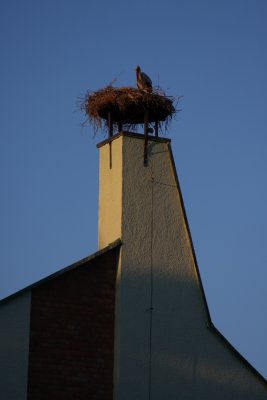 White Stork on our accomodation