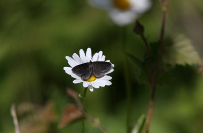 A butterfly enjoying the sun