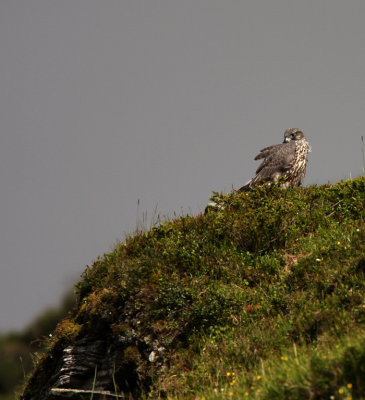 A young Gyrfalcon that ruled the mountain
