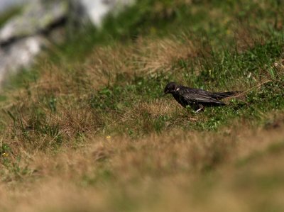 Recently born Ring Ouzel