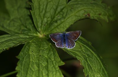 Blue-Wing