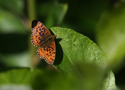 Butterfly sunbathing